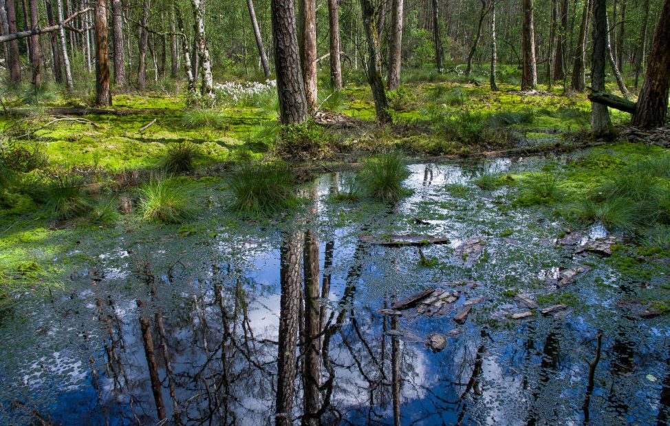 Waldmoor im Wildnisgebiet